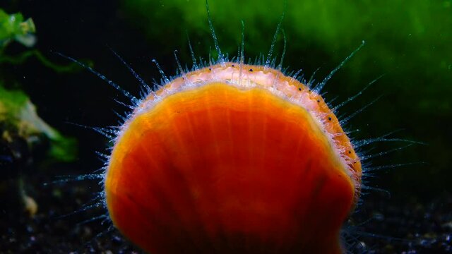 Black Sea mollusk Scallop (Flexopecten ponticus)