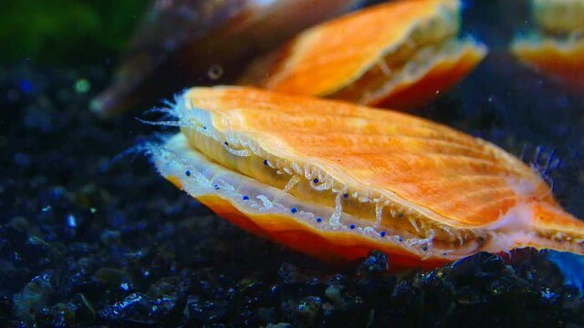 Black Sea mollusk Scallop (Flexopecten ponticus)