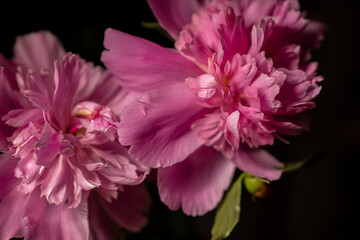 Obraz premium pink flower on black background