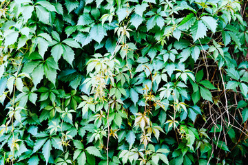 Green Virginia creeper plant on the wall in summer season. Wild Grape leaves.