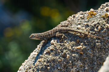 Macro Photo of Lizard on Rock