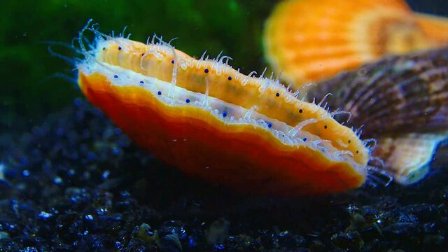 Black Sea mollusk Scallop (Flexopecten ponticus)