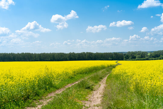rapeseed field with road to distance, summer and blue sky with white clouds