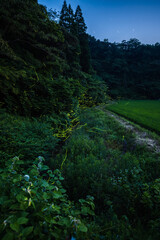 里山の蛍
