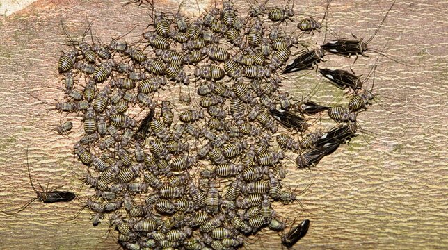 Common Barklouse colony (Cerastipsocus venosus) gathered on a Crepe Myrtle tree branch at night in Houston, TX.