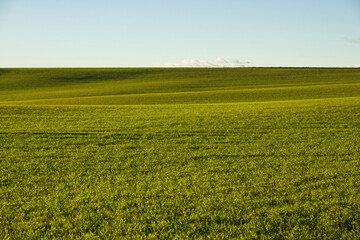 Fototapeta na wymiar Agricultural field with green cereal crop and sky 