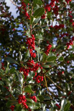 Holly branch with leaves and ripe red fruits 