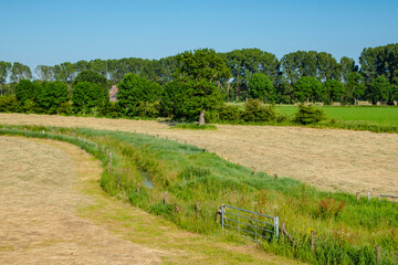 Fototapeta na wymiar Freshly mowed grass on the farmland in the Noord Limburg region, Maasduinen, The Netherlands