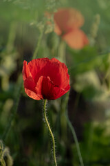 Red poppy flower ( Papaver ) close-up on a blurred natural green background in the sunlight. Flower in the meadow.