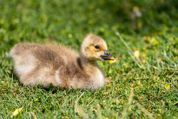 A gosling with a deformed beak lies on the grass.	
