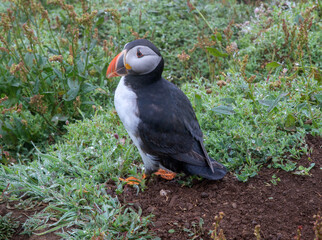 Atlantic puffin close up