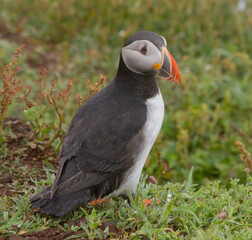 Atlantic puffin close up