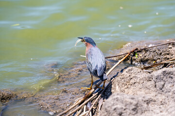 Green heron (Butorides striatus) caught a small fish.	