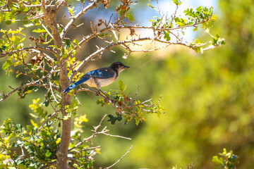 Western Scrub Jay (Aphelocoma Californica) sits on a branch.