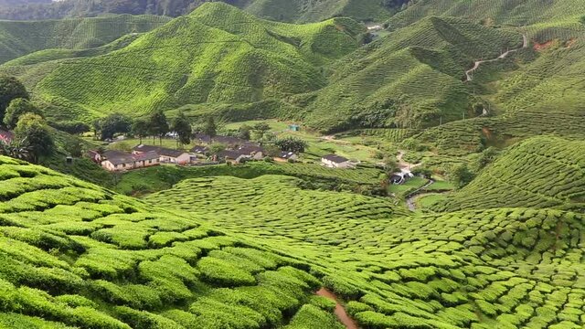 Cameron Highlands Pahang State Malaysia