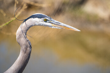 Great blue heron (Ardea cinerea) close up