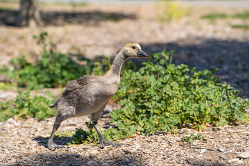 Grown duckling walks in the park. 
