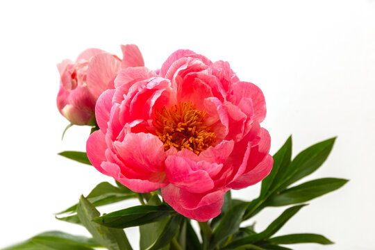 Pink peonies on a white background. Isolate. Postcard. Close-up. High quality photo