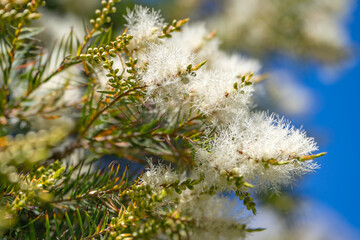 Tea tree (Melaleuca alternifolia) close-up