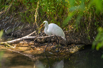 Great Egret (Ardea alba) holds a crayfish in its beak.	