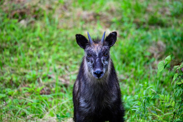 ニホンカモシカ