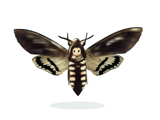 Big moth or brown skull butterfly