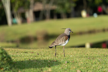 Pássaro quero-quero
