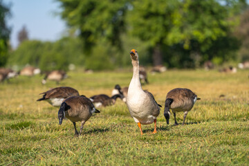 A white-gray goose with orange beak grazes on the meadow.