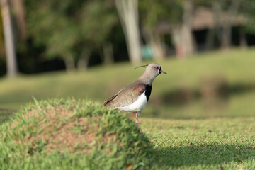 Pássaro quero-quero