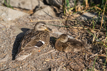 A female mallard (Anas platyrhynchos) with little duckling.