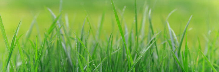 Fototapeta na wymiar green grass with raindrops. Fresh grass on a rainy day.