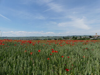 Mohnfeld in Neunkirch