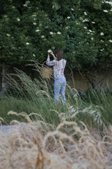 Woman harvesting elderflower in rural area.	