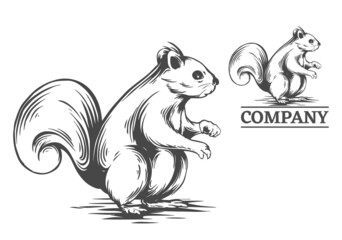 squirrel illustration in hand drawn style, vector file color is easy to edit, can use for logo too