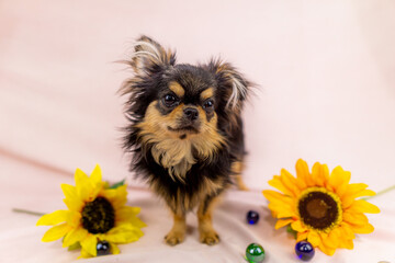 チワワ　小型犬　かわいい　子犬