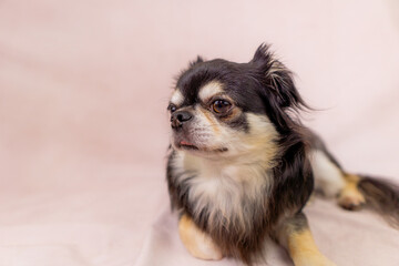 チワワ　小型犬　可愛い　ライオン