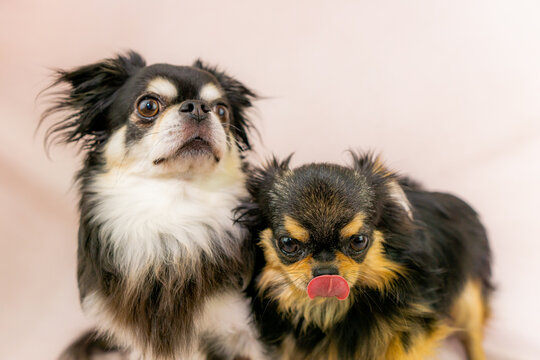 16 905 最適な 小型犬 画像 ストック写真 ベクター Adobe Stock 16 905 最適な 小型犬 画像 ストック写真 ベクター Adobe Stock