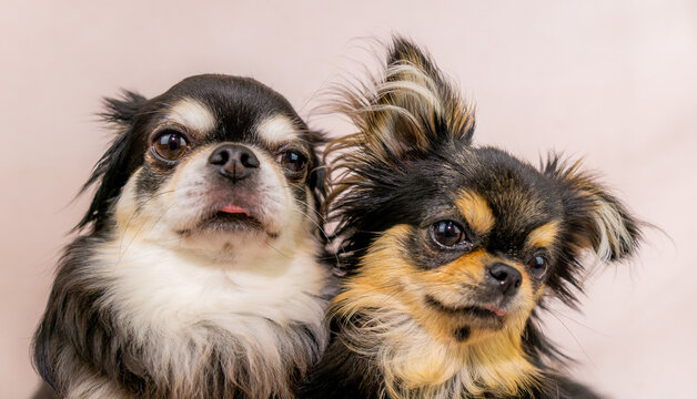 17 114 件の最適な 小型犬 画像 ストック写真 ベクター Adobe Stock