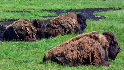 Bison are large, even-toed ungulates in the genus Bison within the subfamily Bovinae.