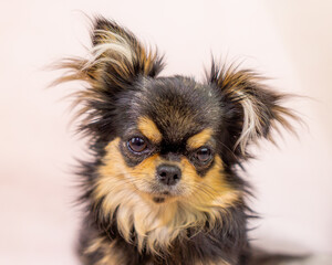 チワワ　小型犬　可愛い　ライオン