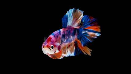 oil paint  siames fighting fish..betta splendens fish.