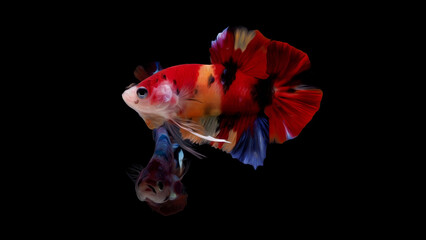 oil paint  siames fighting fish..betta splendens fish.