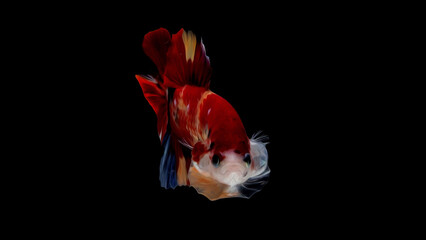 oil paint  siames fighting fish..betta splendens fish.