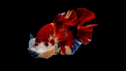 oil paint  siames fighting fish..betta splendens fish.