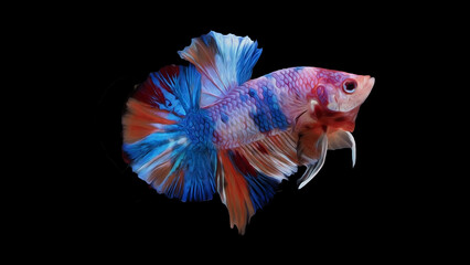 oil paint  siames fighting fish..betta splendens fish.