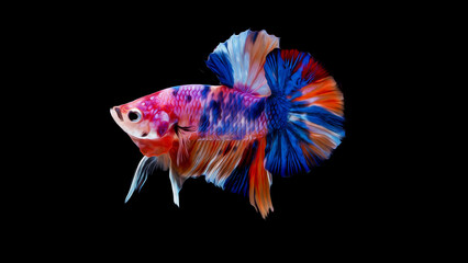 oil paint  siames fighting fish..betta splendens fish.