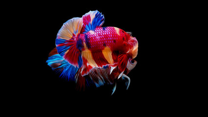oil paint  siames fighting fish..betta splendens fish.