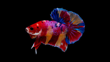 oil paint  siames fighting fish..betta splendens fish.