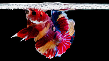 oil paint  siames fighting fish..betta splendens fish.