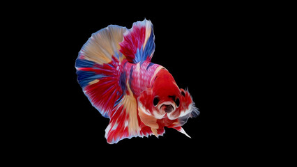oil paint  siames fighting fish..betta splendens fish.